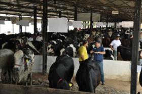 Prefeitura inicia projeto para melhoramento genético do rebanho bovino 