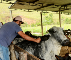 CAMPANHA DE VACINAÇÃO CONTRA FEBRE AFTOSA COMEÇA NA PRÓXIMA QUINTA-FEIRA, DIA 1º