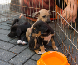 CCZ PROMOVE MAIS UMA FEIRA DE ADOÇÃO DE ANIMAIS EM RESENDE