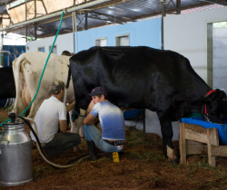 TRADICIONAL TORNEIO LEITEIRO MOVIMENTA PECUARISTAS DE RESENDE NA EXAPICOR 2019