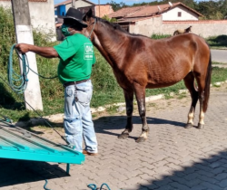 CAVALOS SOLTOS NAS RUAS DE RESENDE SERÃO RESGATADOS