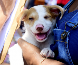 PREFEITURA DE RESENDE PROMOVE SEGUNDA FEIRA DE ADOÇÃO DE CÃES E GATOS DE 2021