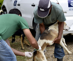 PREFEITURA DE RESENDE INICIA CAMPANHA DE VACINAÇÃO ANTIRRÁBICA ANIMAL 2021 EM ABRIL DESTE ANO