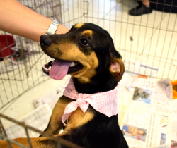 CCZ EXPÕE CÃES E GATOS EM FEIRA DE ADOÇÃO NO RESENDE SHOPPING NESTE SÁBADO, DIA 1º