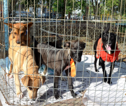 CCZ DA PREFEITURA DE RESENDE REGISTRA MAIS DE 500 ADOÇÕES DE CÃES E GATOS NOS ÚLTIMOS ANOS
