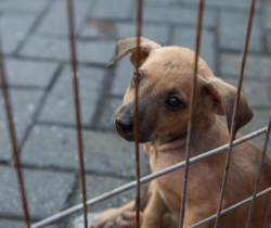 MAIS UMA EDIÇÃO DA FEIRA DE ADOÇÃO DE CÃES E GATOS DO CCZ SERÁ REALIZADA NESTE DOMINGO, DIA 1º DE AGOSTO