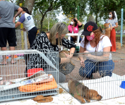 PREFEITURA DE RESENDE PROMOVE MAIS UMA EDIÇÃO DA FEIRA DE ADOÇÃO DE ANIMAIS NESTE DOMINGO, DIA 19