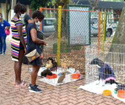 RESENDE REALIZA MAIS UMA FEIRA DE ADOÇÃO DE CÃES E GATOS DO CCZ NESTE DOMINGO, DIA 3