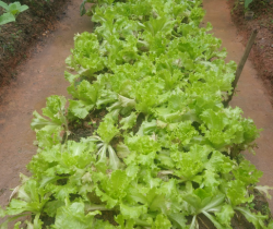 APENADOS VOLUNTÁRIOS DO PROJETO REPLANTAR REALIZAM PRIMEIRA COLHEITA DE HORTALIÇAS NO PRESÍDIO DE BULHÕES