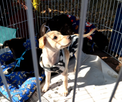 FEIRA DE ADOÇÃO DE CÃES E GATOS ACONTECE NO SHOPPING PÁTIO MIX NESTE SÁBADO, DIA 30