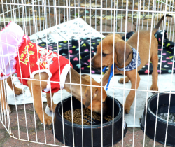 PREFEITURA DE RESENDE REALIZA FEIRA DE ADOÇÃO DE ANIMAIS, NESTE DOMINGO, DIA 19