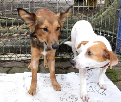 RESENDE REALIZA MAIS UMA EDIÇÃO DA FEIRA DE ADOÇÃO DE ANIMAIS NESTE DOMINGO, DIA 20, NO PARQUE DAS ÁGUAS