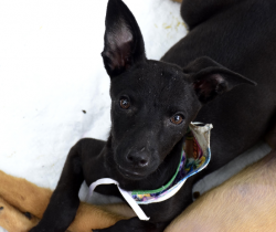 RESENDE REALIZA NOVA FEIRA DE ADOÇÃO DE CÃES E GATOS DO CCZ, NESTE SÁBADO, DIA 19
