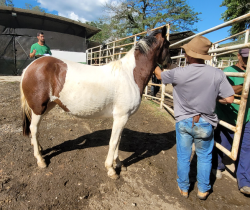 PREFEITURA DE RESENDE REALIZA LEILÃO DE ANIMAIS APREENDIDOS NO MUNICÍPIO