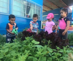 ALIMENTOS CULTIVADOS POR ALUNOS ENRIQUECEM MERENDA ESCOLAR NA CRECHE DO SÃO CAETANO