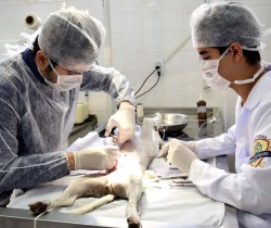 CCZ VAI DISTRIBUIR, NA EXAPICOR, 500 SENHAS PARA CASTRAÇÃO DE ANIMAIS