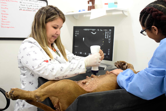 HOSPITAL VETERINÁRIO DE RESENDE ULTRAPASSA 4 MIL ATENDIMENTOS EM 2025