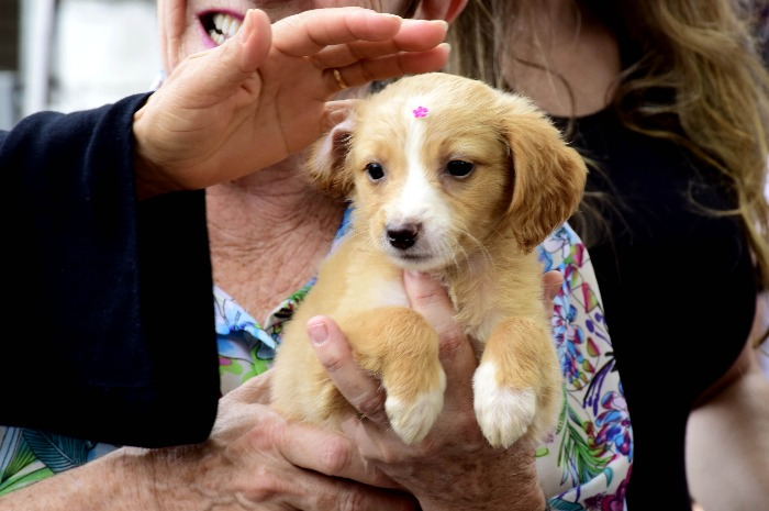 CENTRO DE CONTROLE DE ZOONOSES DE RESENDE PROMOVE “ARRAIAU” COM FEIRA DE ADOÇÃO DE CÃES E GATOS  