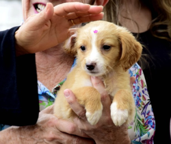CENTRO DE CONTROLE DE ZOONOSES DE RESENDE PROMOVE “ARRAIAU” COM FEIRA DE ADOÇÃO DE CÃES E GATOS  