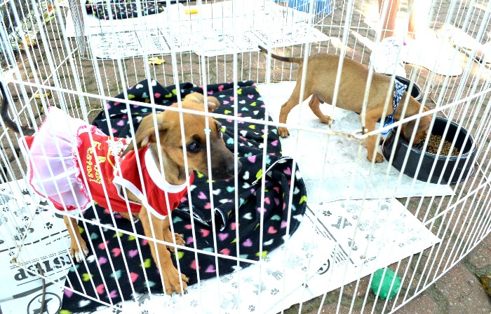 NOVA FEIRA DE ADOÇÃO DE CÃES E GATOS SERÁ REALIZADA NESTE SÁBADO, EM RESENDE    