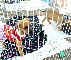 NOVA FEIRA DE ADOÇÃO DE CÃES E GATOS SERÁ REALIZADA NESTE SÁBADO, EM RESENDE    