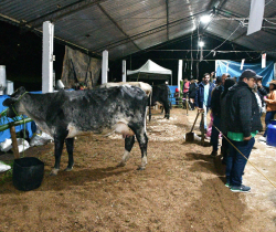 25º TORNEIO LEITEIRO DA VILA DA FUMAÇA PROMETE REUNIR TRADIÇÃO, COMPETIÇÃO E MÚSICA EM RESENDE