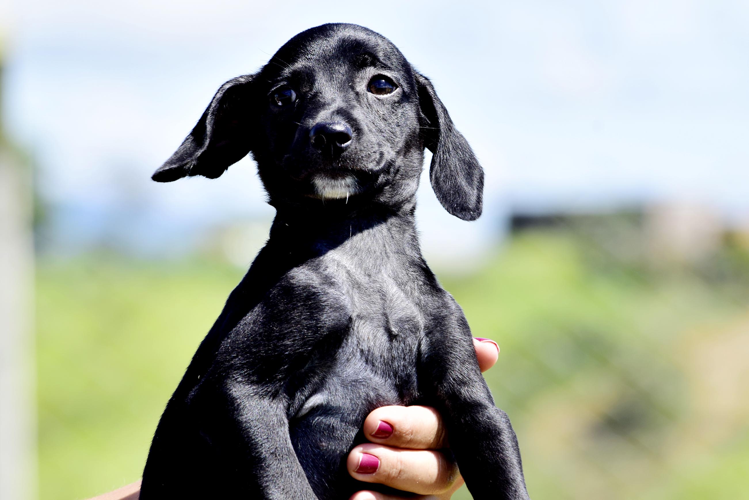 Feiras de adoção encontram lares para 120 cães e gatos