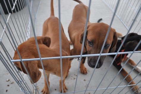 Resende ganhará Programa de Incentivo Fiscal de Apoio ao Bem Estar Animal 