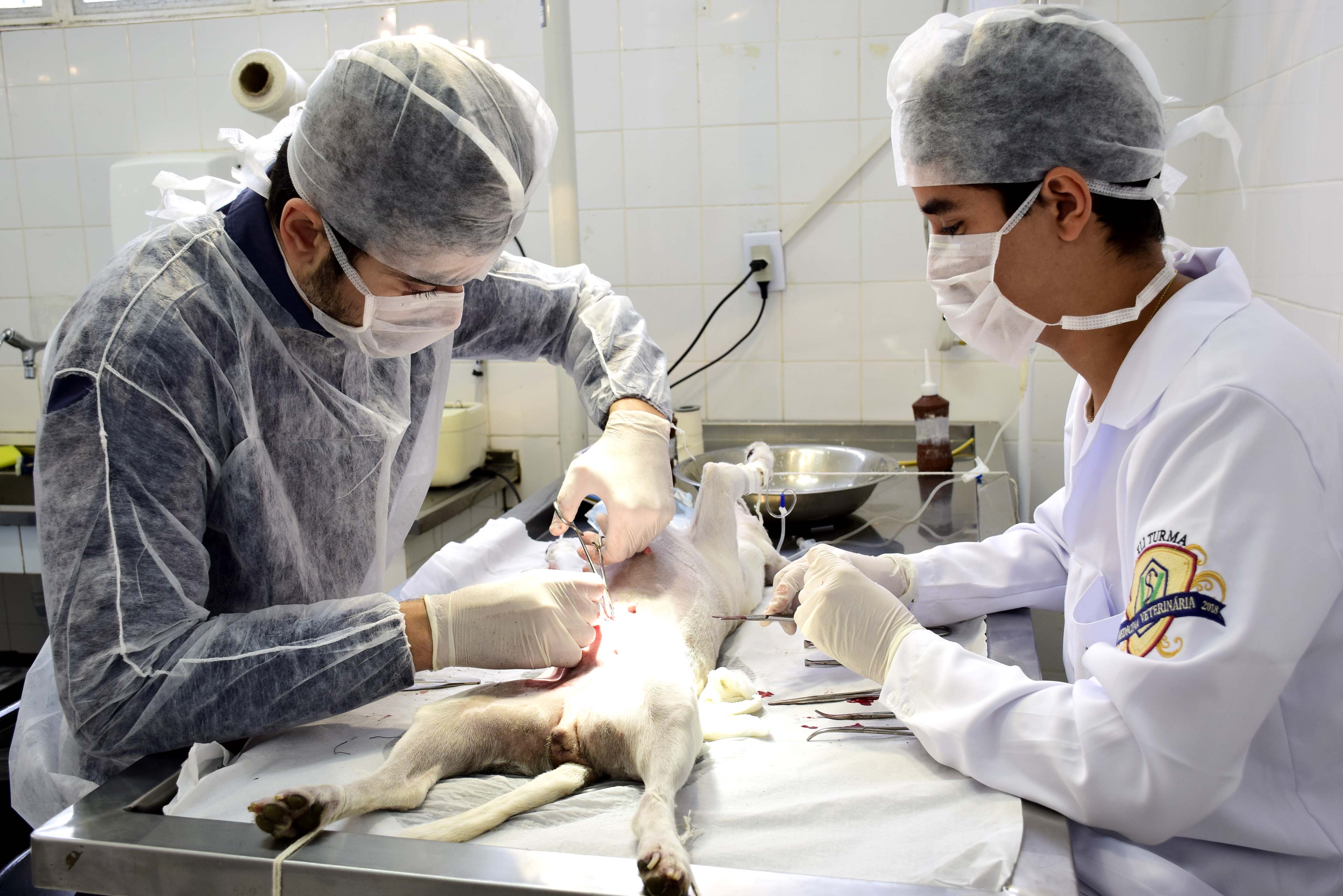 ANIMAIS CASTRADOS NO CCZ  AGORA RECEBEM MARCAÇÃO NA ORELHA