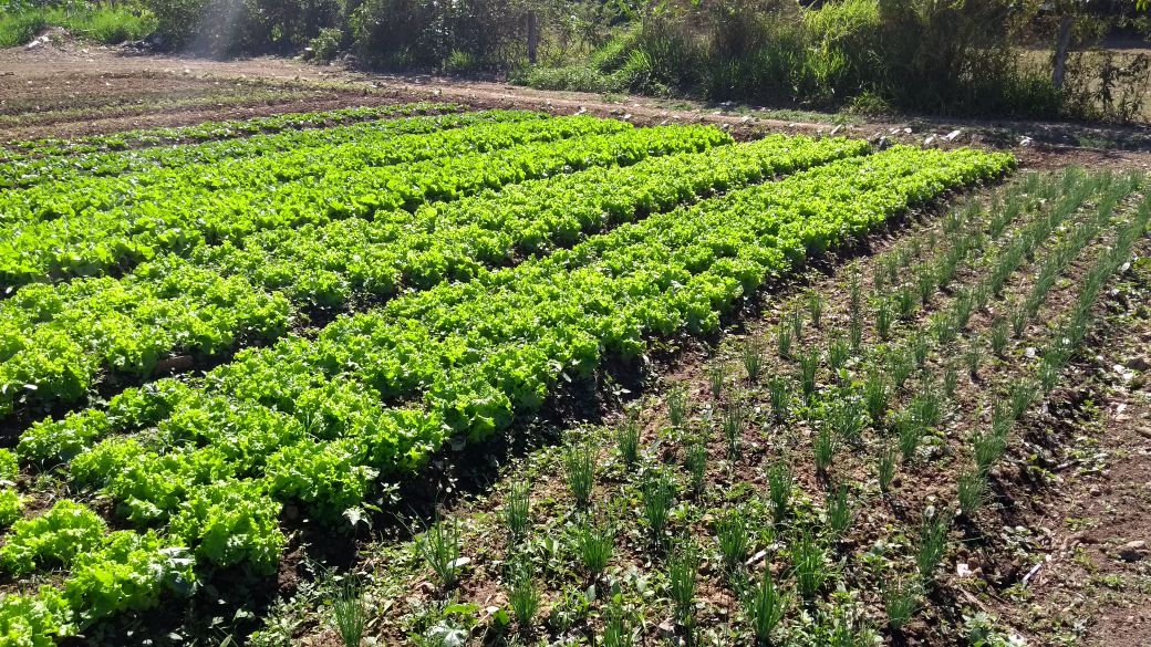 Horta Municipal produz mais de dois mil pés de hortaliças por mês