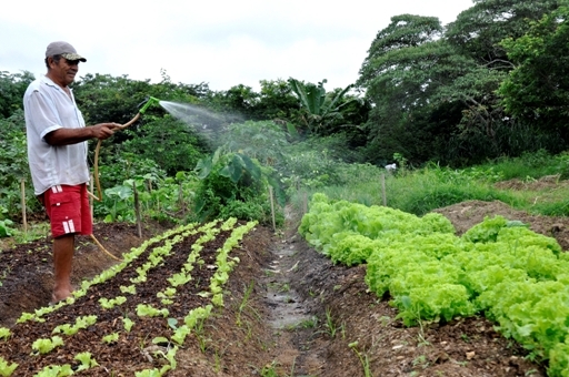 Apoio da Secretaria de Agricultura fortalece horta comunitária na Vila Isabel