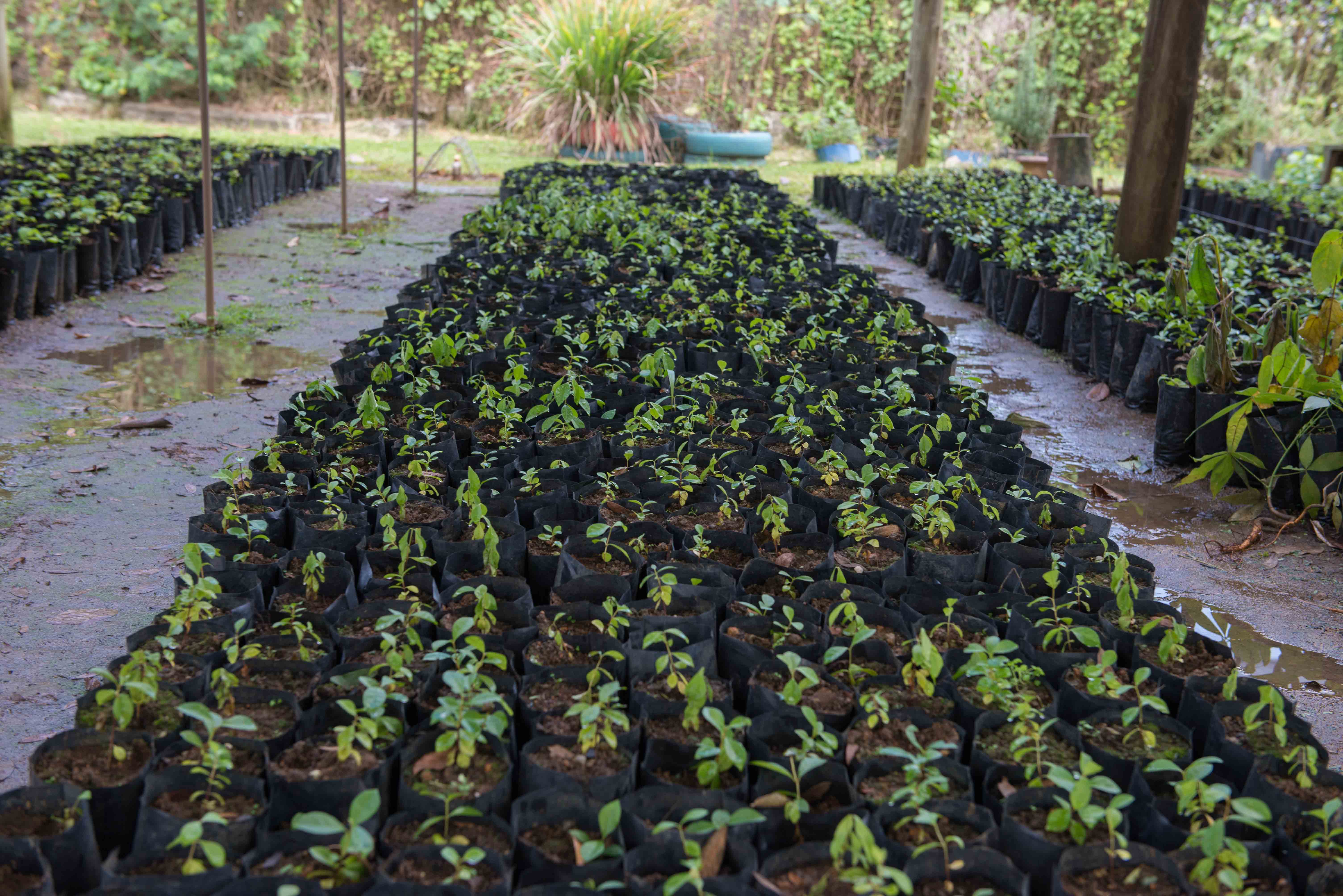 AMAR INICIA PROJETO PLANTAR FLORESTAS PARA COLHER ÁGUA