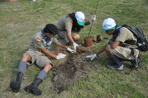 Quase mil mudas de árvores foram plantadas pela Prefeitura neste ano