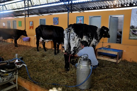 Tradicional torneio leiteiro e exposição de animais estão na programação da  47ª Exapicor Família