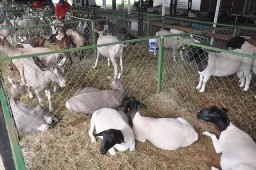 Exposição de cabras acontece até domingo no Parque de Exposições