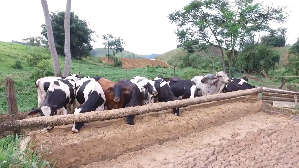 Resende quer recuperar tradição na produção leiteira