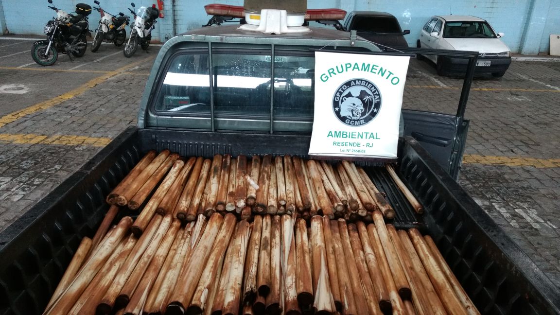 Guarda Municipal apreende 450 peças de palmito ilegal