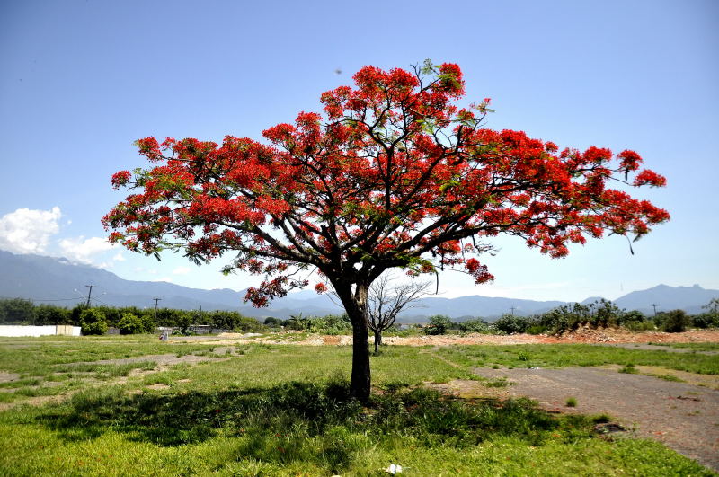 Estão abertas as inscrições para o concurso fotográfico Estação Primavera
