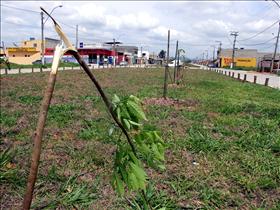 Vândalos destroem mudas de árvores plantadas pela Prefeitura