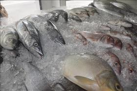 Pesquisa sobre preços de peixe aponta diferença de até 75 por cento
