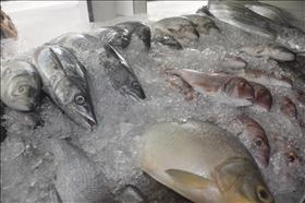 Peixes: PROCON encontra diferença de até 75 por cento nos preços