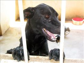 Centro de Controle de Zoonoses incentiva adoção de animais