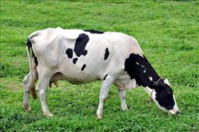 Imunização contra raiva animal: outra campanha da Secretaria de Agricultura