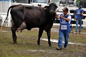 Feira de Animais Rio Genética será realizada no Parque de Exposições