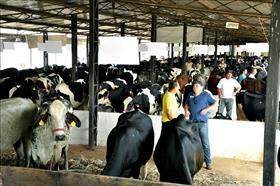 Feira no Parque de Exposições movimenta mais de R$ 1 milhão em venda de animais bovinos