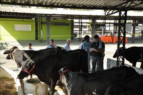 Febre aftosa: mais de 40 mil animais deverão ser vacinados em Resende
